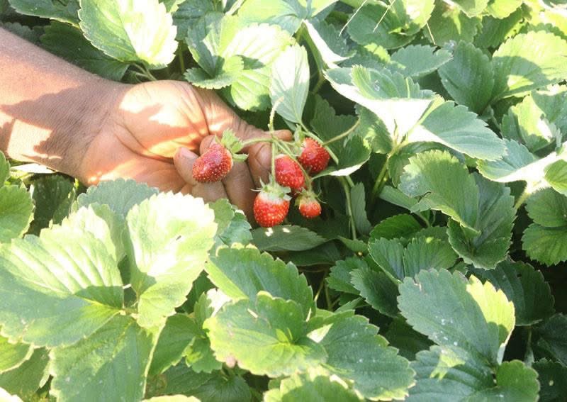 [ Relire] A l’Ouest du Cameroun, des jeunes engagés dans la production des fraises: aux profils professionnels différents, ils ont constitué une équipe et se sont lancés dans la culture de ce fruit rouge.

agripreneursdafrique.com/article/a-l-ou…