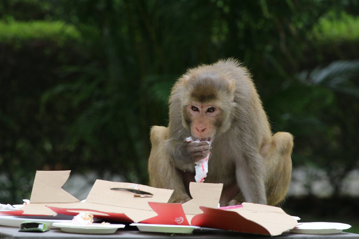 A gentle reminder from the wild:
Nature isn’t ours to conquer — it’s ours to protect. 🌱

Every creature matters. Every life counts. 🐒💚

#AnimalWellness #NatureMatters #SustainableLiving #WildlifeProtection #Coexist