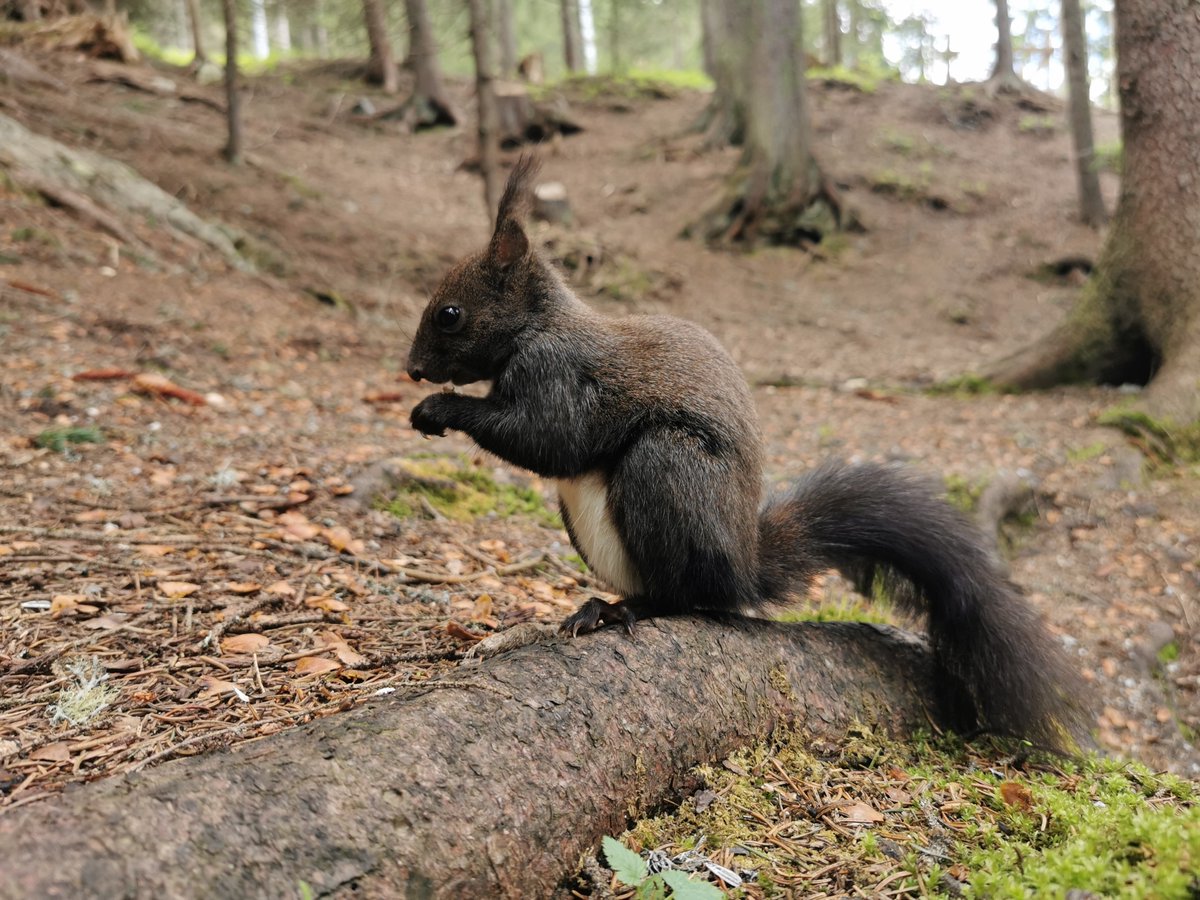 PHD STUDENT WANTED! ...to work in my project “How does animal-mediated seed dispersal affect range shifts of European beech in the Swiss Alps?”

All details provided in the link.  

*funded by National Science Centre in Poland (Sonata)
ibs.bialowieza.pl/ogloszenia/nab…