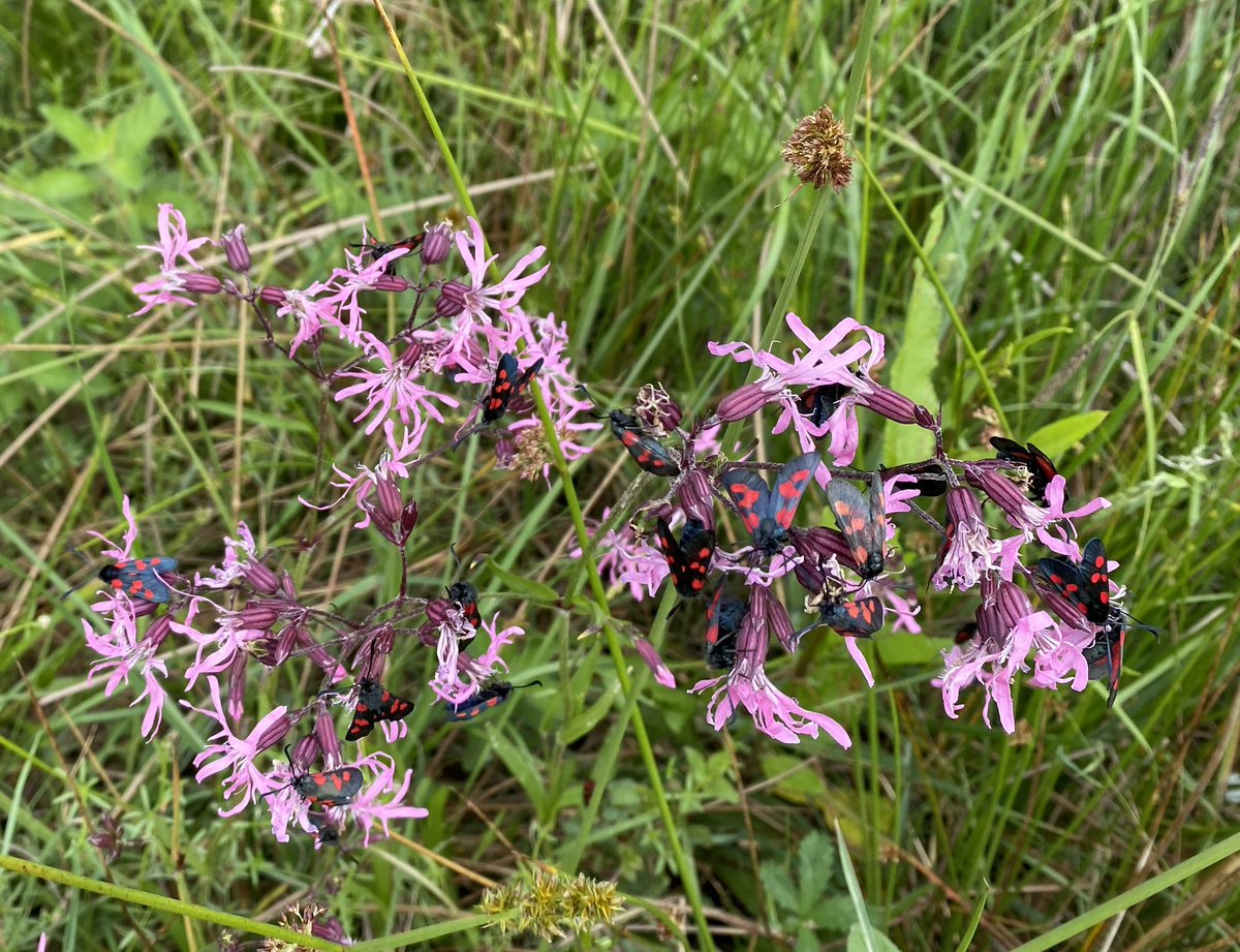 Called in <a href="/BenGoldsmith/">Ben Goldsmith</a>’s stunning Cannwood site in #Somerset today. Gets better and better every time I see it. Truly wonderful abundance and diversity of wildlife. Huge quantity of Burnet moths. Tree Pipits singing everywhere. New ponds buzzing with dragonflies. Superb.