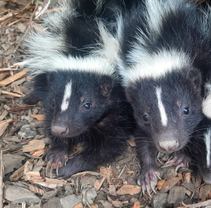 Imagine you’re walking in a park and you spot little baby #StripedSkunks wandering all alone - would you know what to do? 

Learn how to help orphaned baby skunks: torontowildlifecentre.com/wildlife-emerg…

And remember to contact the Wildlife Hotline for help! #TorontoWildlife