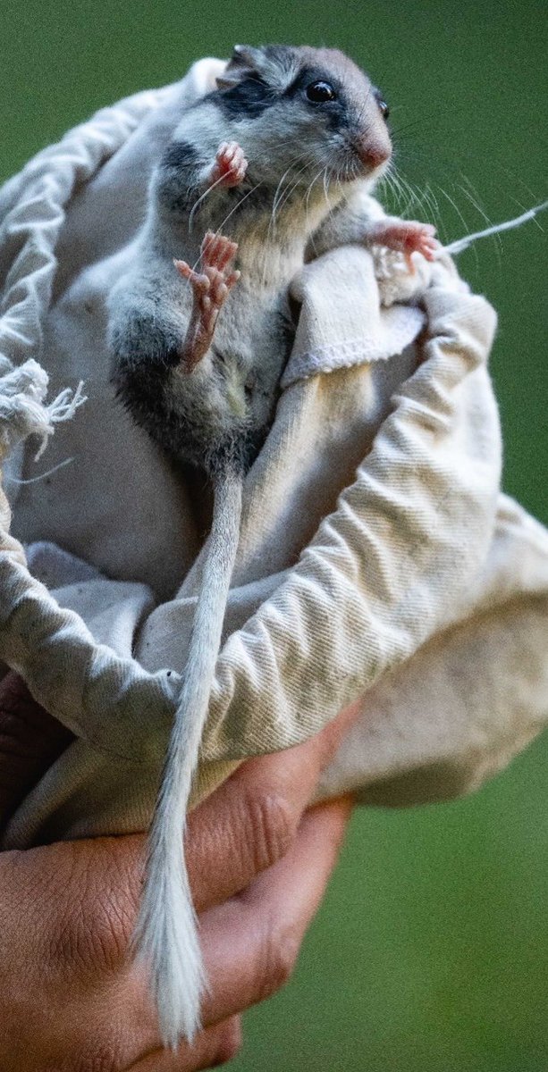 AleksandraWrbe4's tweet image. PHD STUDENT WANTED! ...to work in my project “How does animal-mediated seed dispersal affect range shifts of European beech in the Swiss Alps?”

All details provided in the link.  

*funded by National Science Centre in Poland (Sonata)
ibs.bialowieza.pl/ogloszenia/nab…