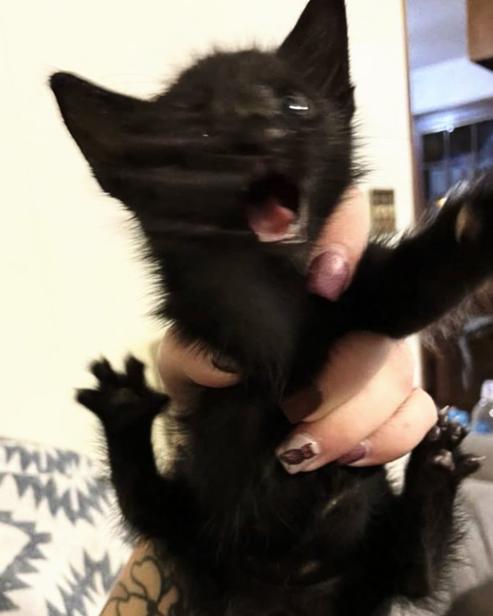 ⠀   

                 ❛   𝗰𝗮𝘁    𝒻 𝗮𝗺𝗶𝗹𝘆   ❜     ₍^. .^₎⟆    𖹭

⠀