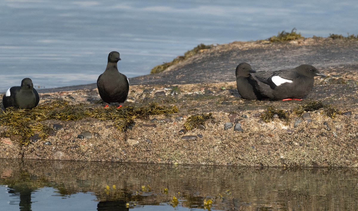 Ian Philip Misselbrook tweet media