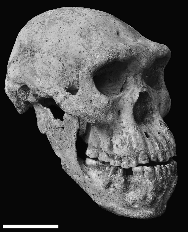 FossilHistory's tweet image. Dmanisi skull 5 has been living rent free in my head lately. What do you mean a brain size of 550 cubic centimeters? What do you *mean*??
📸Rightmire et al 2017