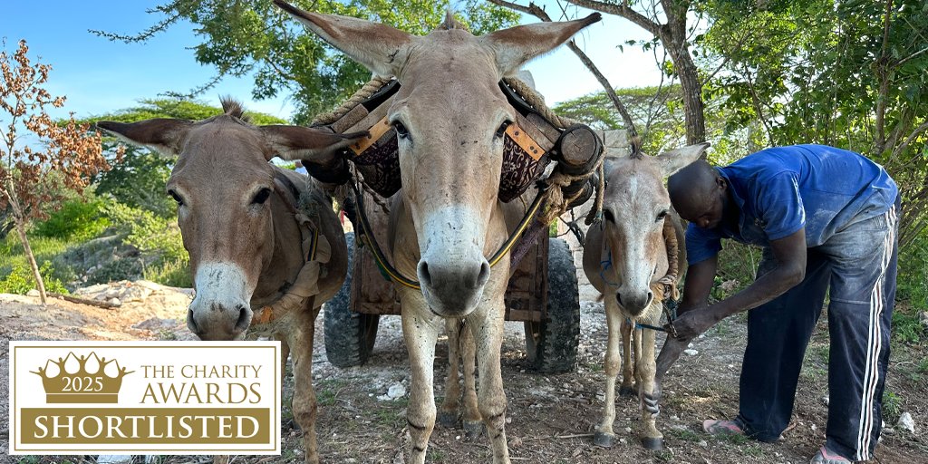 The Charity Awards (@charity_awards) on Twitter photo Meet the shortlist:
<a href="/DonkeySanctuary/">The Donkey Sanctuary</a> joins the shortlist for disrupting the global trade in donkey skins for use in traditional medicines.
See more here:
charityawards.co.uk/2025-awards/shβ¦
Category sponsored by <a href="/BW_LLP/">Barnett Waddingham</a> Meet the shortlist:
<a href="/DonkeySanctuary/">The Donkey Sanctuary</a> joins the shortlist for disrupting the global trade in donkey skins for use in traditional medicines.
See more here:
charityawards.co.uk/2025-awards/shβ¦
Category sponsored by <a href="/BW_LLP/">Barnett Waddingham</a>