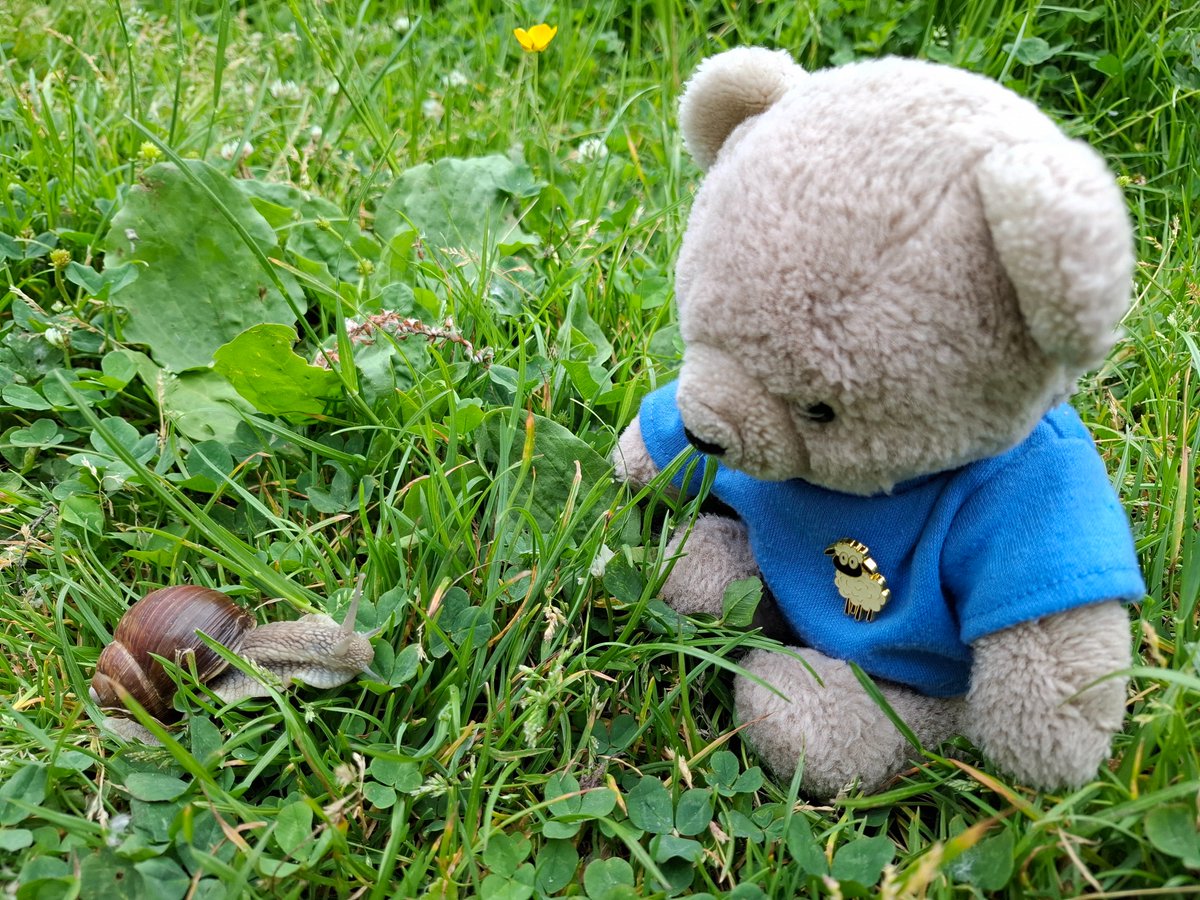 boeleke_op_reis's tweet image. En route to Sint-Truiden. Stopped in Sint-Lambrechts-Herk for a slow walk in nature. This fellow hiker was having lunch. #walkingisfun