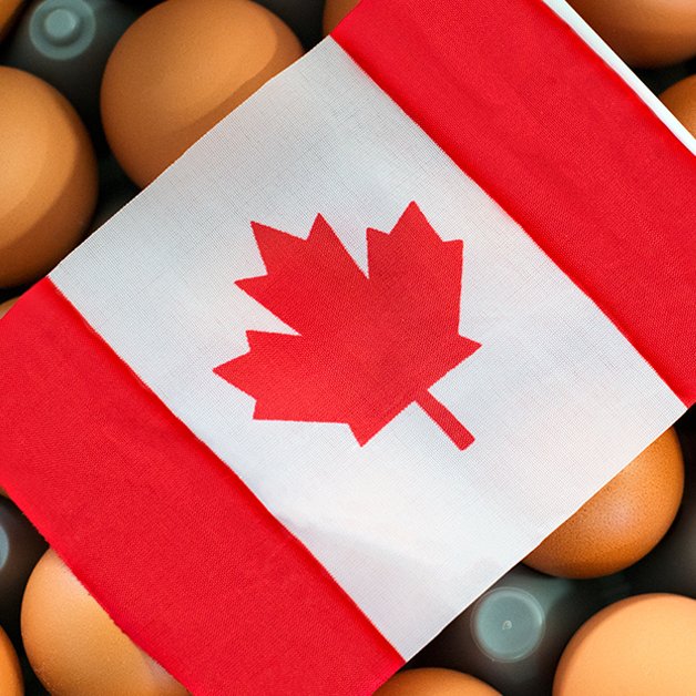 Egg Farmers (@eggsoeufs) on Twitter photo We’re pleased to see the Throne Speech reinforce Canada’s commitment to supply management. This system ensures a stable food supply, supports Canadian communities and strengthens our agricultural sector. Read more in <a href="/FarmsNews/">Farms.com U.S. Ag News</a>⬇️ #CdnPoli
farms.com/ag-industry-ne… We’re pleased to see the Throne Speech reinforce Canada’s commitment to supply management. This system ensures a stable food supply, supports Canadian communities and strengthens our agricultural sector. Read more in <a href="/FarmsNews/">Farms.com U.S. Ag News</a>⬇️ #CdnPoli
farms.com/ag-industry-ne…
