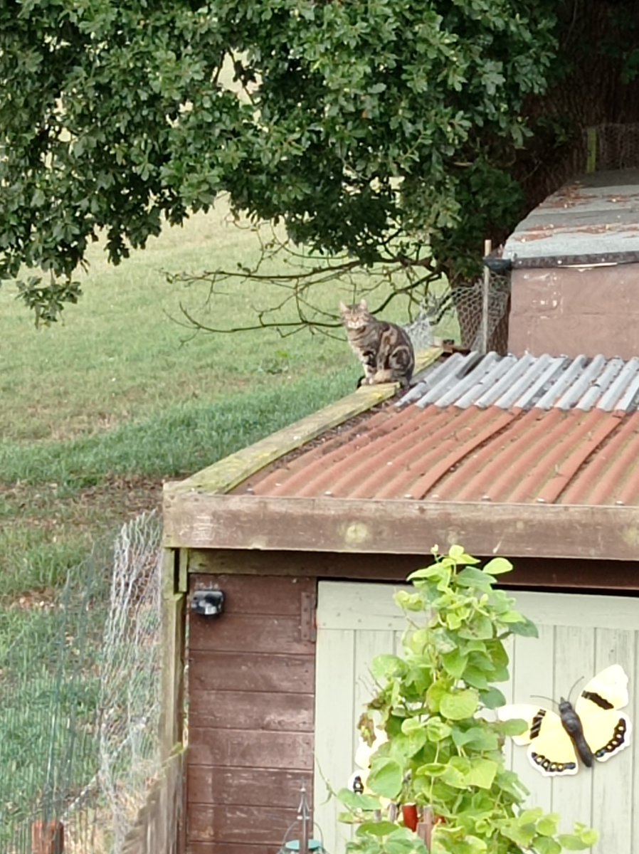 <a href="/Hedgewatchers/">Hedgewatch</a> Good morning HQ and Mr Brock,, I can see lots &amp; lots of hedges from up here.
#Hedgewatch