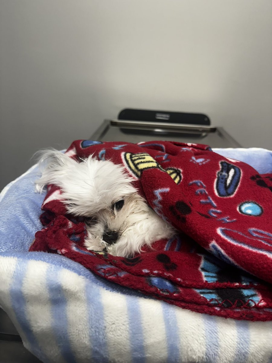 ⚡️Belz⚡️ tweet media