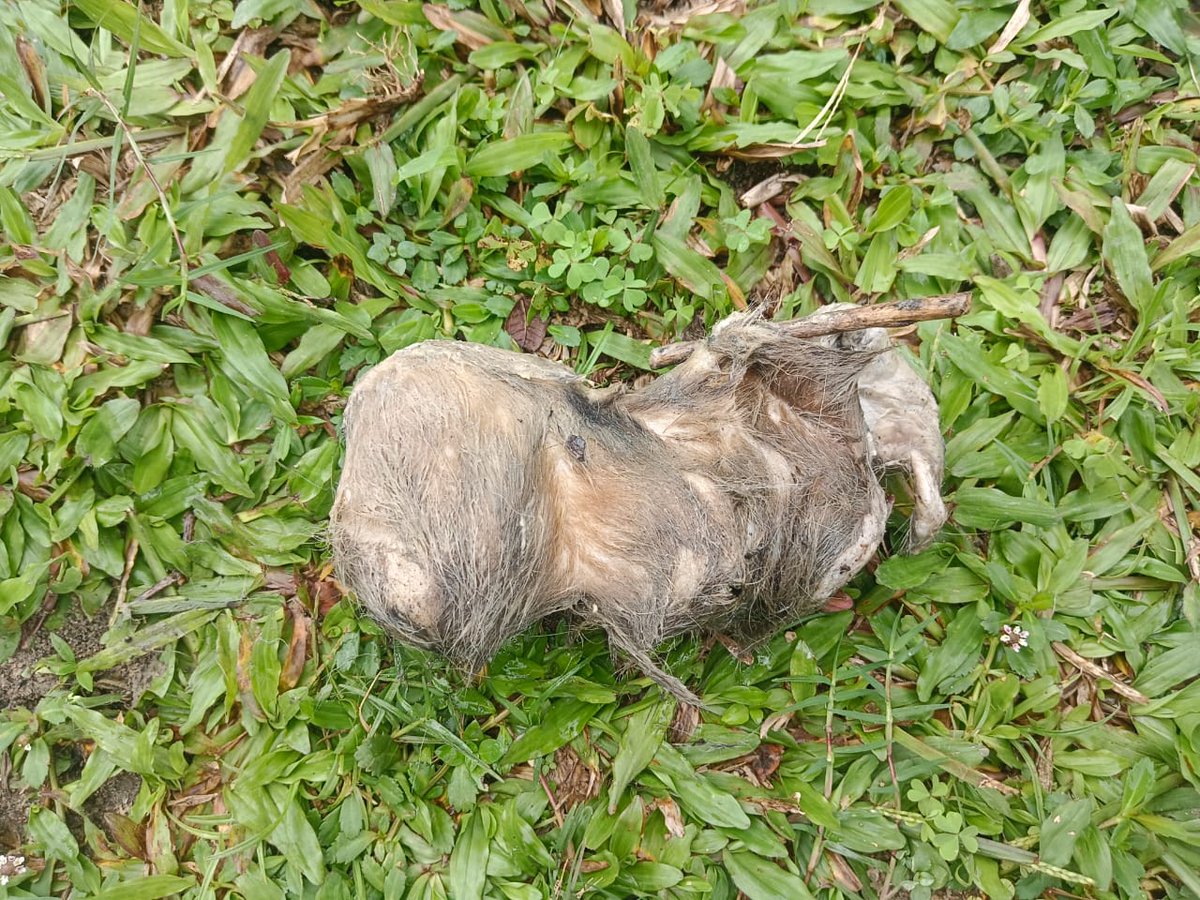 Golaghat Police (@golaghatpolice) on Twitter photo On 28-05-2025, Golaghat Police recovered the carcass of an animal in No.2 Pathori, Dusutimukh under Dergaon PS. Body parts, including fur-covered testicles, suspected to be of a Royal Bengal Tiger were found. Legal action initiated.
<a href="/assampolice/">Assam Police</a>
<a href="/DGPAssamPolice/">DGP Assam</a>
<a href="/HardiSpeaks/">Hardi Singh</a> On 28-05-2025, Golaghat Police recovered the carcass of an animal in No.2 Pathori, Dusutimukh under Dergaon PS. Body parts, including fur-covered testicles, suspected to be of a Royal Bengal Tiger were found. Legal action initiated.
<a href="/assampolice/">Assam Police</a>
<a href="/DGPAssamPolice/">DGP Assam</a>
<a href="/HardiSpeaks/">Hardi Singh</a>