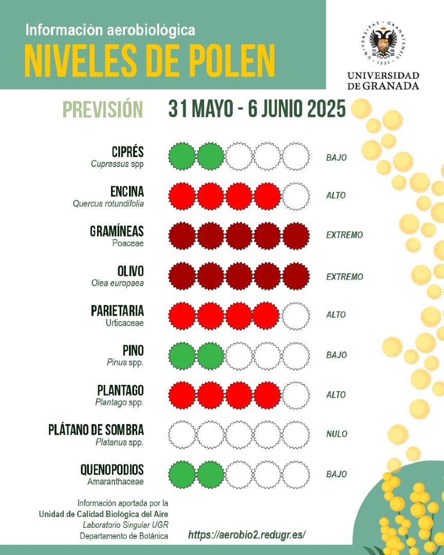 #InformePolenUGR | Previsión del 31 de mayo al 6 de junio

⚠️ #Granada continúa registrando niveles extremos de granos
de polen 🌲

🔴 Olivo y gramíneas están registrando niveles muy elevados

📖 Informe completo: sl.ugr.es/informePolenUG…