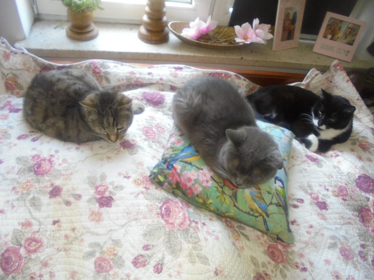 MariaAn63751239's tweet photo. Dzień dobry nasi kochani przyjaciele. Życzymy Wam pięknego dnia 🤗🐦🐸🐝🌺🌼🌸🐕🐈‍⬛🐈🌤️ https://t.co/2wWxi9cwhM