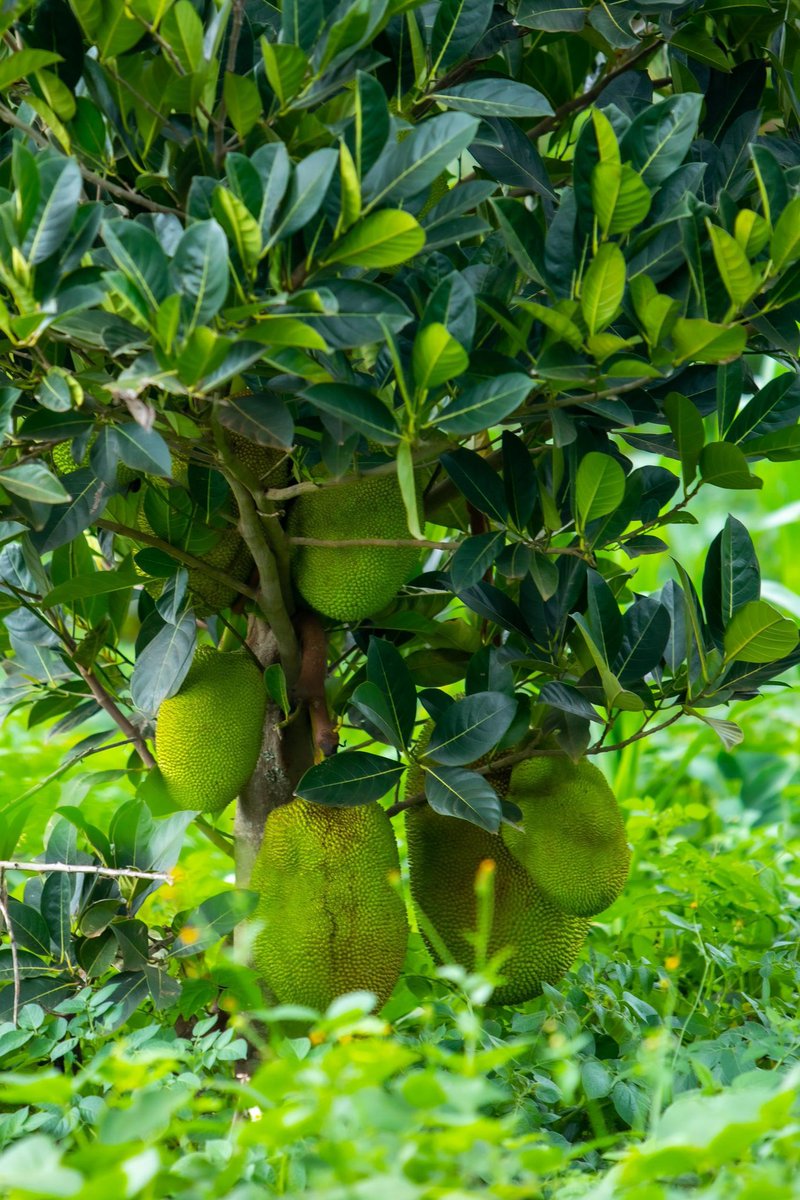 BOMBE YA KAYONZA🚀💣 tweet media