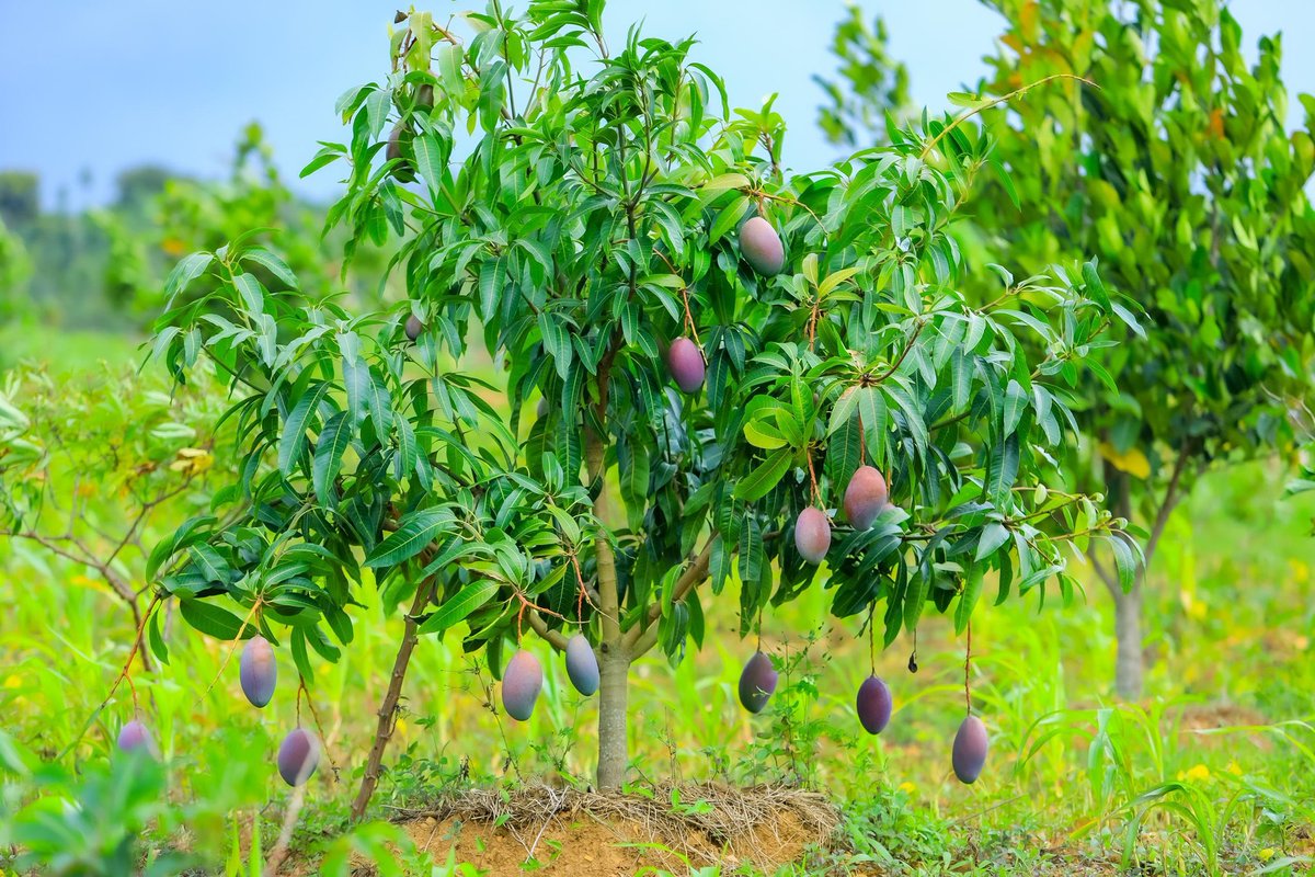 BOMBE YA KAYONZA🚀💣 tweet media