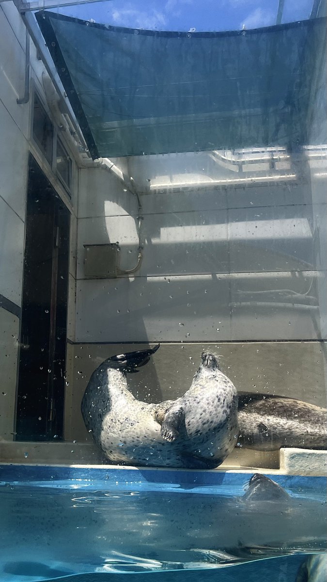 ピスタチオ村田 tweet media