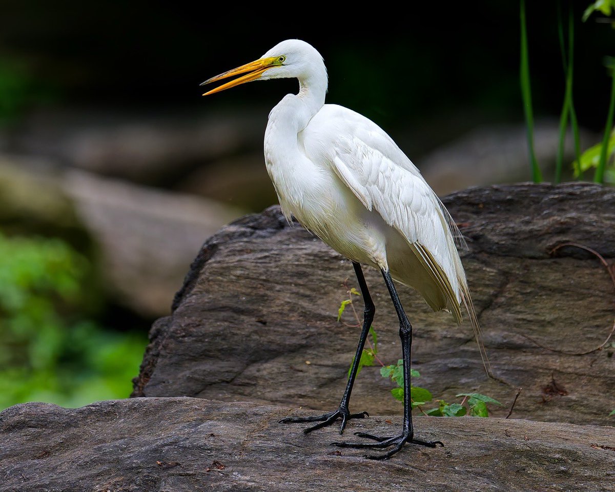 Ruben Giron (@rubengi02391602) on Twitter photo Great Egret - During the breeding season, Great Egrets display long, ornamental plumes called aigrettes which are used for courtship. Taken at the Loch stream, Central Park. #birdcpp <a href="/BirdCentralPark/">Manhattan Bird Alert</a> Great Egret - During the breeding season, Great Egrets display long, ornamental plumes called aigrettes which are used for courtship. Taken at the Loch stream, Central Park. #birdcpp <a href="/BirdCentralPark/">Manhattan Bird Alert</a>