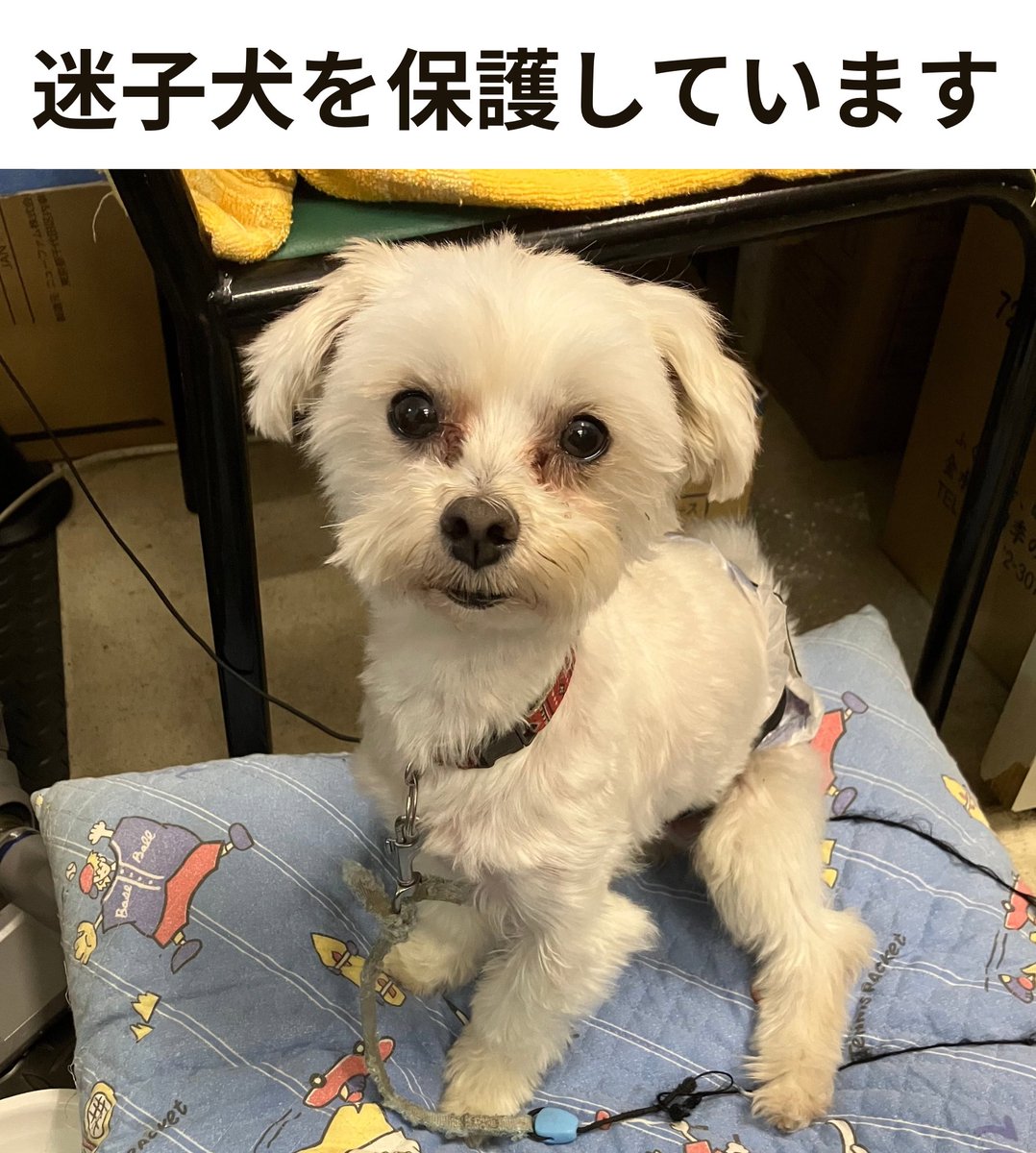 hd_vmonster's tweet photo. 【迷子犬を保護】
本日5月29日、福島市笹木野・吾妻学習センター近くの旧ミニストップ跡地付近で、ワンちゃんを保護しました

警察•保健所連絡済、ブイモンスターで保護しています

お心当たりのある方はご連絡ください
TEL：024-591-2391

#迷子犬 #福島市 #保護犬 #拡散希望 #飼い主さん探してます https://t.co/guS1SkzuXT