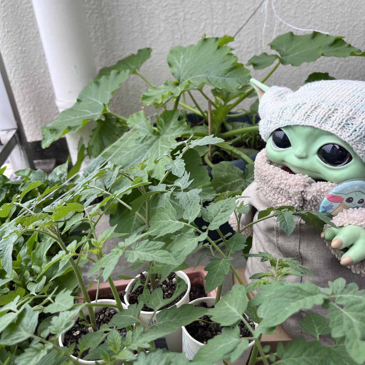 cor_pon's tweet photo. グローグーちゃんのベランダ菜園観察日記。
今日はお天気がイマイチだったけど、モッサモサに生い茂ってます。ミニトマト、そろそろ苗ポットから鉢に移さないとです。 https://t.co/v9iqjgnWjf