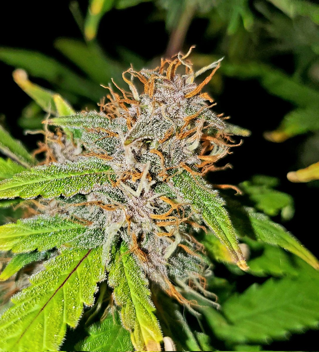 Medical Grower 420 🇺🇸 tweet media