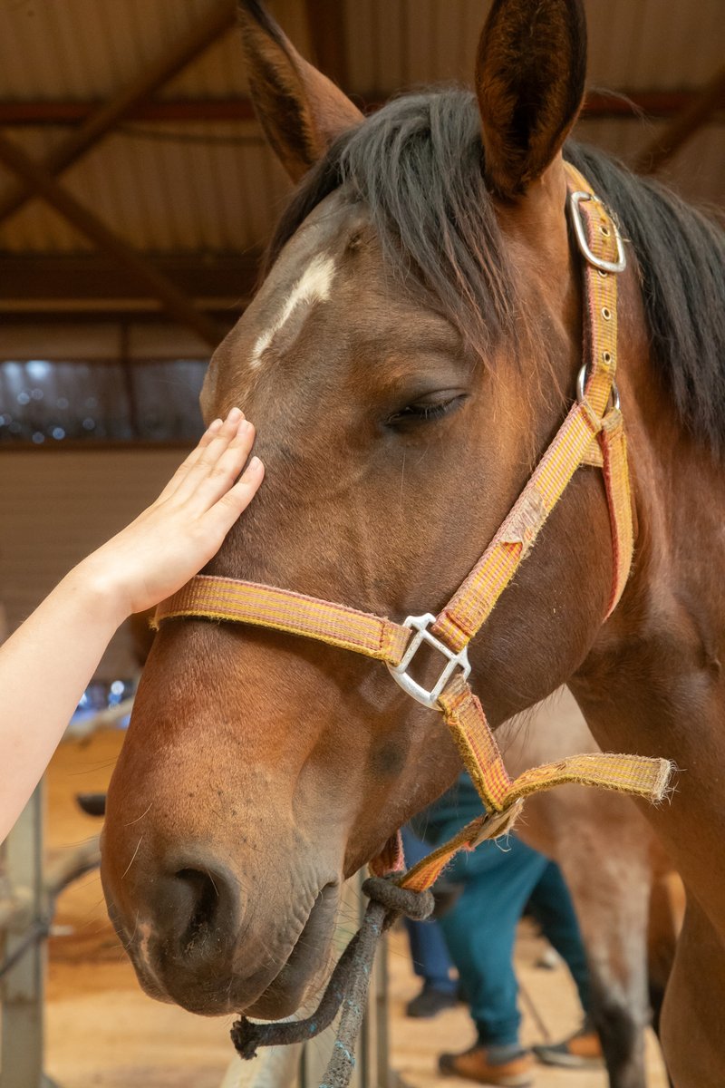 PazodeRaxoi's tweet photo. 🐴 Unha das clásicas citas do #XovesdaAscensión é a #FeiraCabalar, que ten lugar ao longo da mañá de hoxe no Recinto Feiral de #Amio e onde o público asistente está a gozar das mostras cabalares morfolóxicas e de andadura galega serrada e chapeada! 🥰 https://t.co/hSFp54px6S