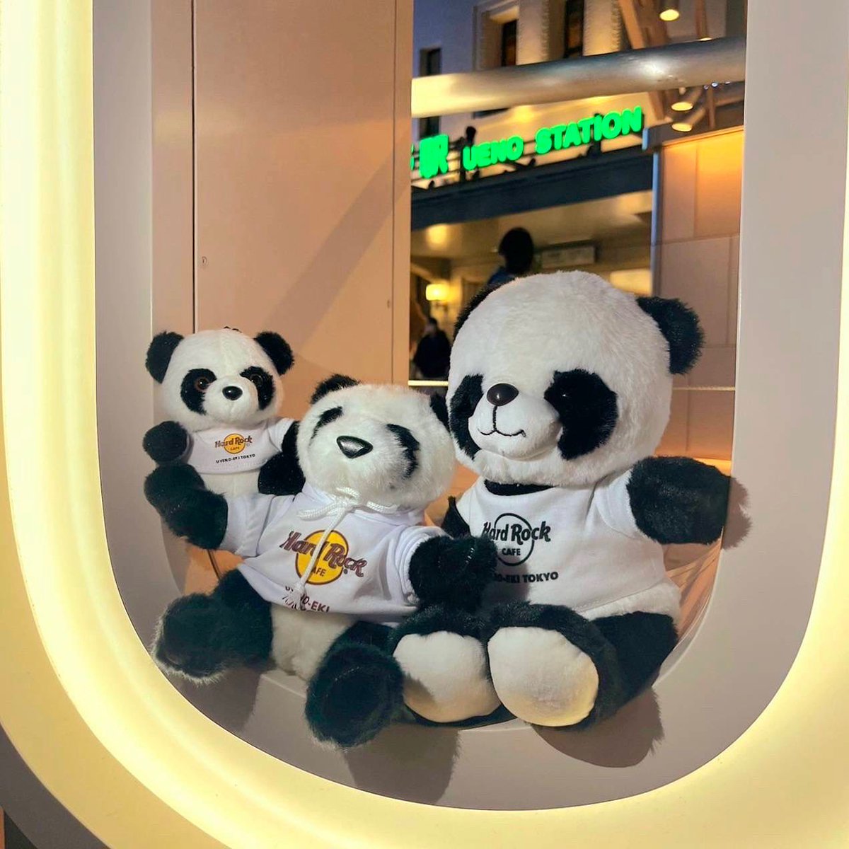 Cute Panda Plush🐼 ハードロックカフェ上野駅東京店オリジナルの