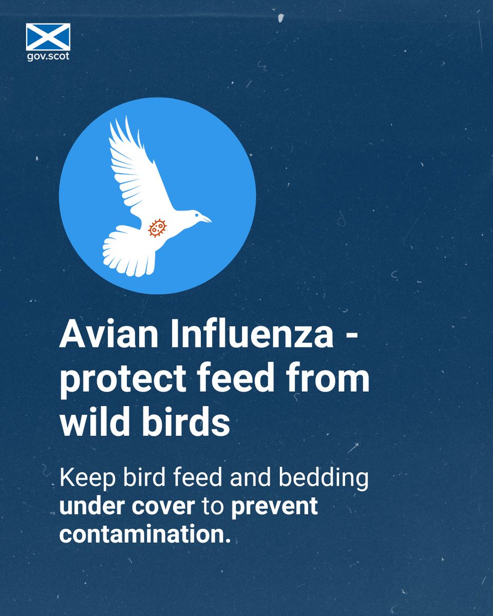 Bird flu is transmitted by wild birds. Keep bird feed and bedding under cover to prevent contamination. 

Find more advice at: gov.scot/publications/a…