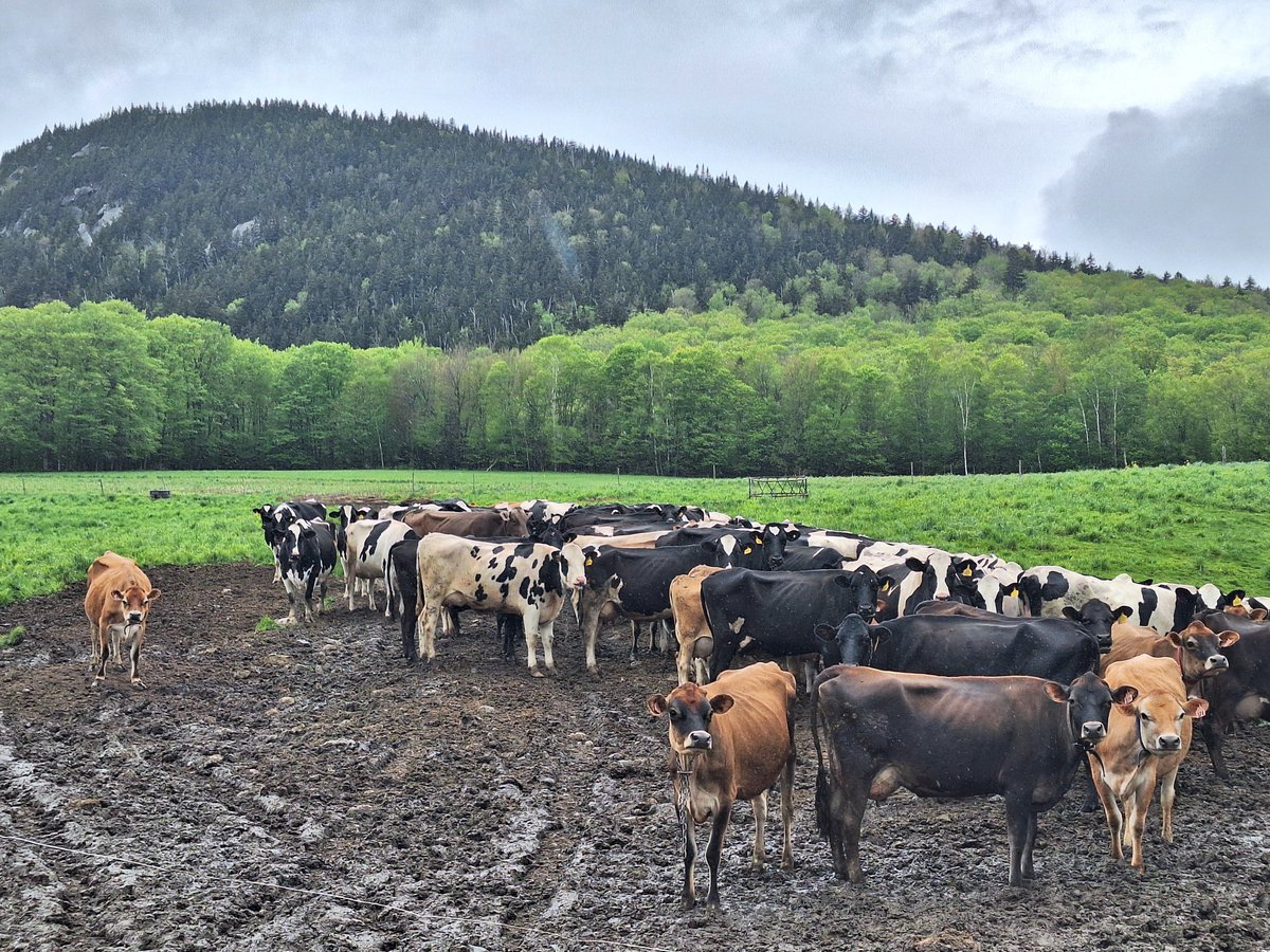 Cows standing in a field! This is the Vermont I love and want to see. Not staged for Instagram. No special lighting. Just cows, standing in a field, in real life. This is the world I want to live in, and why I'm so proud to be an #organicvalleyambassador! 
#vt #cows #scenary
