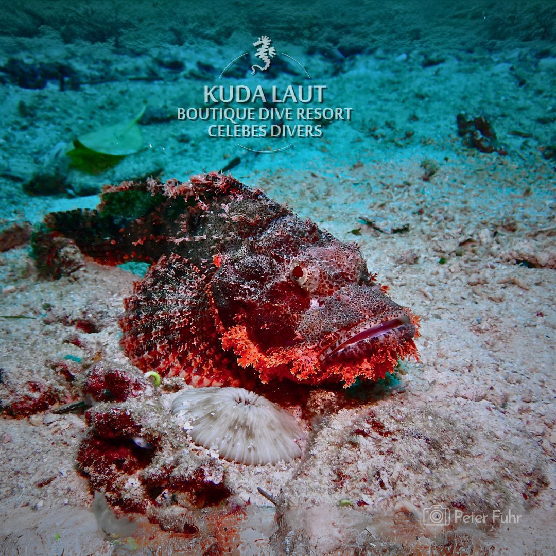 CelebesDivers's tweet photo. The Scorpionfish is a master of disguise, blending seamlessly into coral and rocks to ambush prey. This venomous predator stays still, waiting for unsuspecting fish to pass by—then strikes in a flash!

#KudaLautBoutiqueDiveResort #CelebesDivers #Scorpionfish #NorthSulawesi https://t.co/OkZDc9u6nq