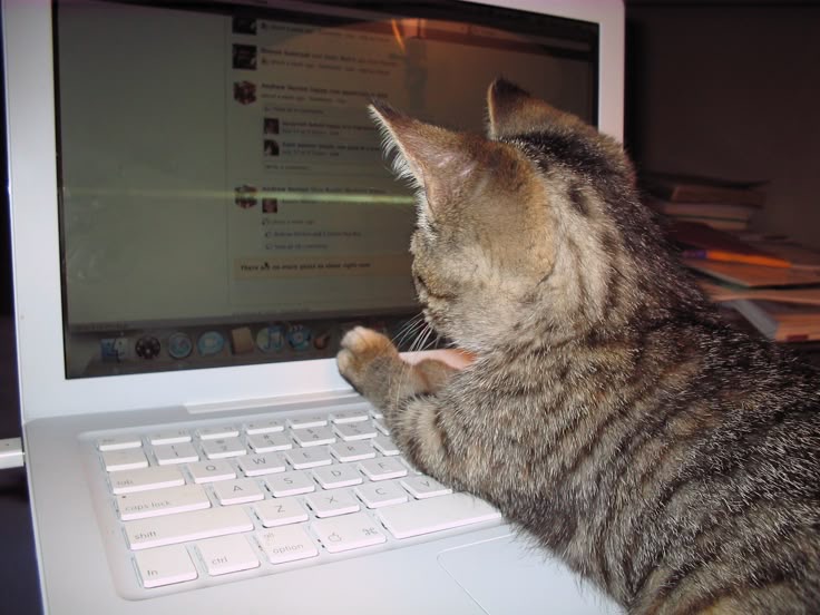 just ash🍰🎉🐱 BUT JOLLY🎄🎁!!!!!!! tweet media