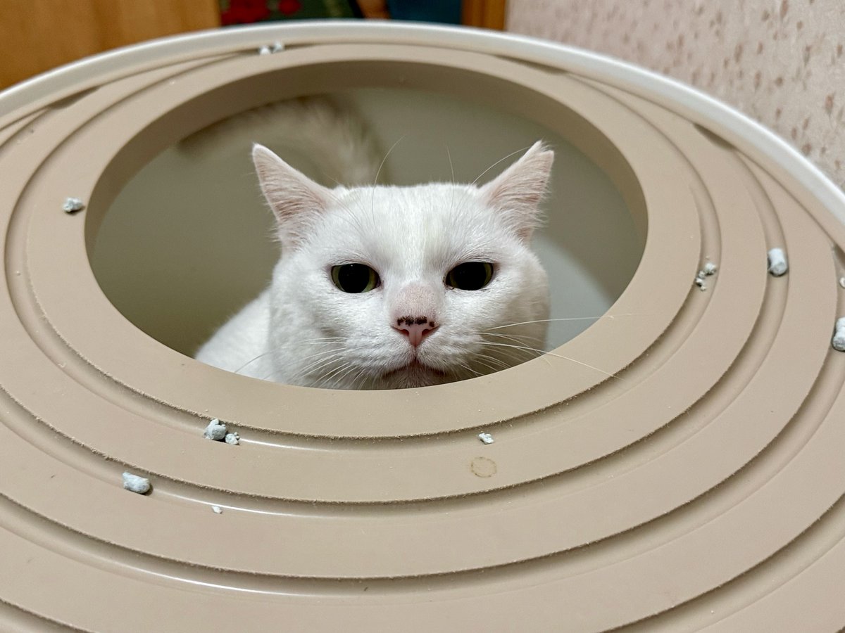 カメやカメが最も表情豊かな顔を持っている方法は決して私たちの口のように動かすことができないくちばしで!!!! すごい!!! ああああああ、なんてことだ、この可愛いシェル(とスケール)の赤ちゃんたちを見て!!!  😍🐢😍彼らはすべてとても美しくて、彼らはとても幸せそう ..., image size:1200x900