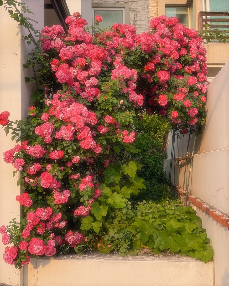 장미로 난리난 오늘의 망원동