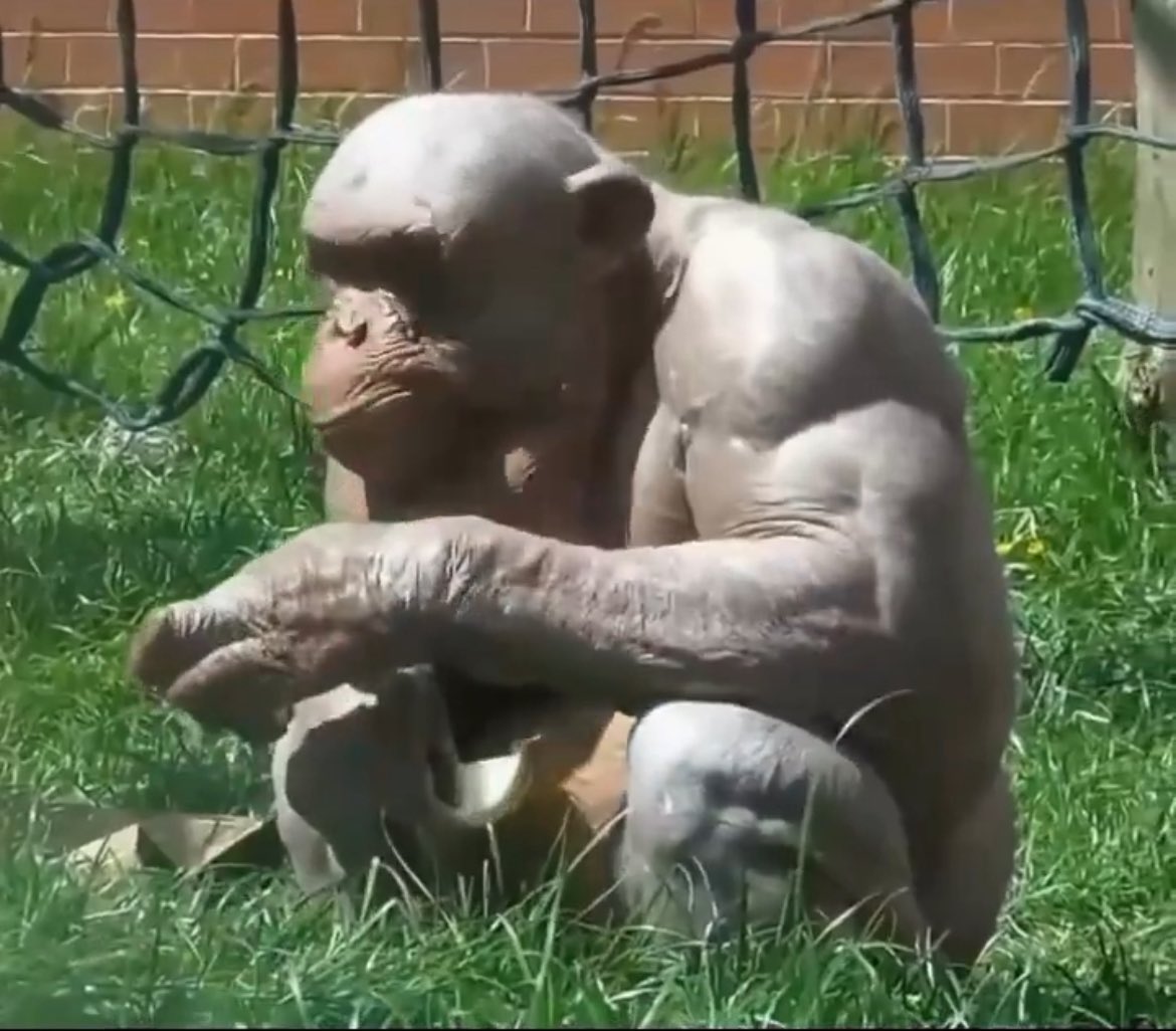 Muz yiyerek nasıl yapıyorsun şu vücudu amk ya genetik her şey işte