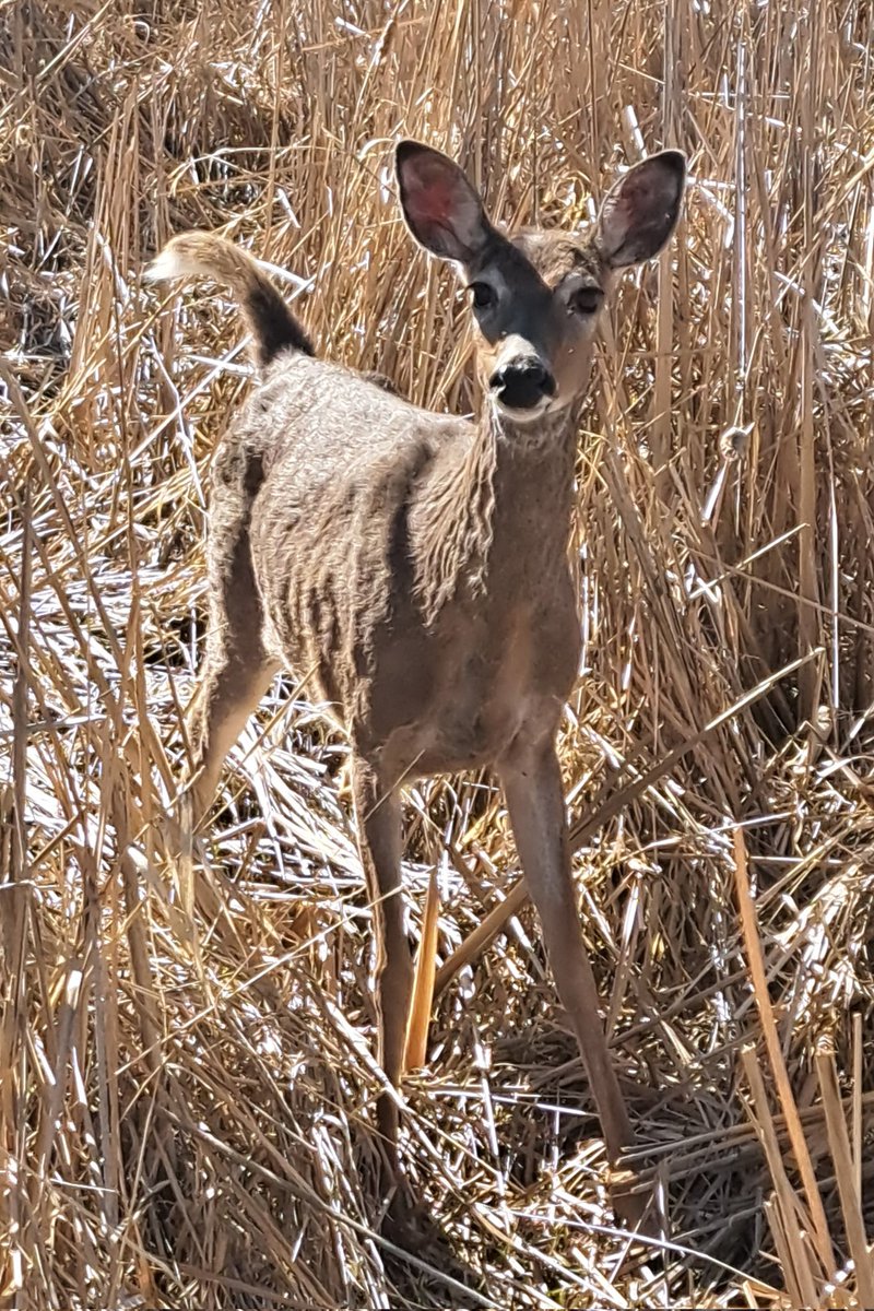 What has my life been like the last couple of weeks? Photography has been my hobby for years, and so I caught up on that. I also was part of the #AccessibleMB Manitoba Access Awareness Week panel. And then this morning I'm listed as a nominee for a Tourism Award! #IAmBU