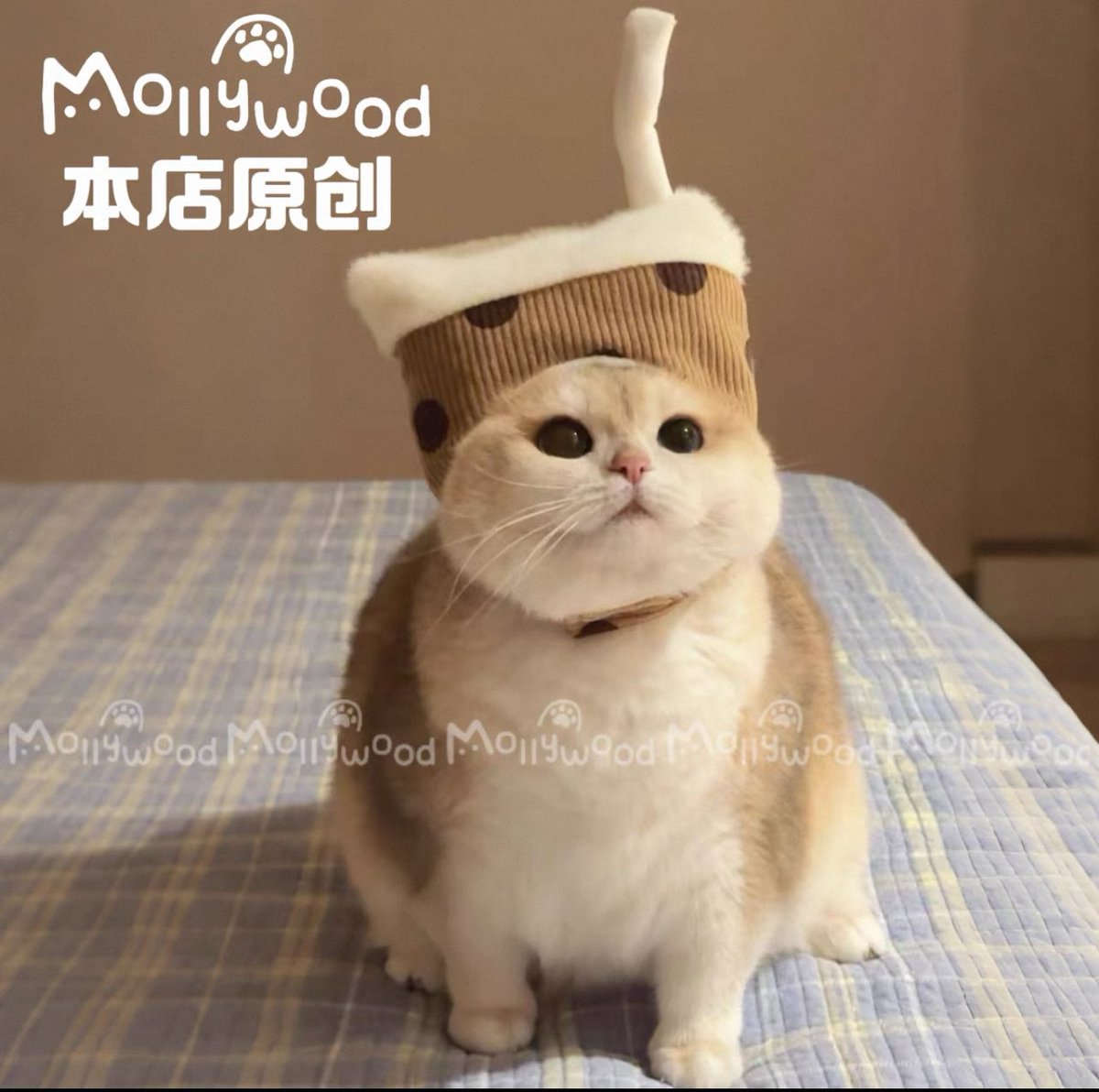 โก้แมวโสด tweet media