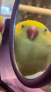 <a href="/lynk0x/">lynk</a> 🚨 NEW GEM ALERT 🚨
‼️ $MIRKO ‼️
🔥 BONDING SOON on <a href="/pumpdotfun/">pump.fun</a> 🔥
🦜 The parrot has landed… and he’s bringing SOLANA MEME ENERGY!
💥 Don’t miss the next viral launch — MIRKO is coming in HOT 🚀
🪙 Contract: 4ZzK876Sq8z4ZhYw1Pabcs4tUjwttqgavKV2Xh4Wpump
🌐 Website: