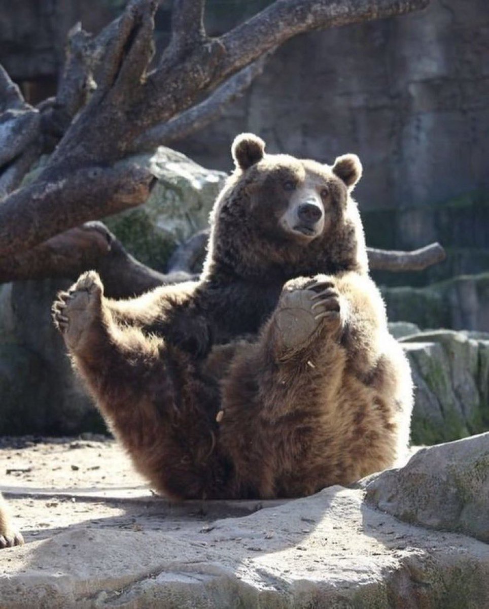 Good morning everybear!