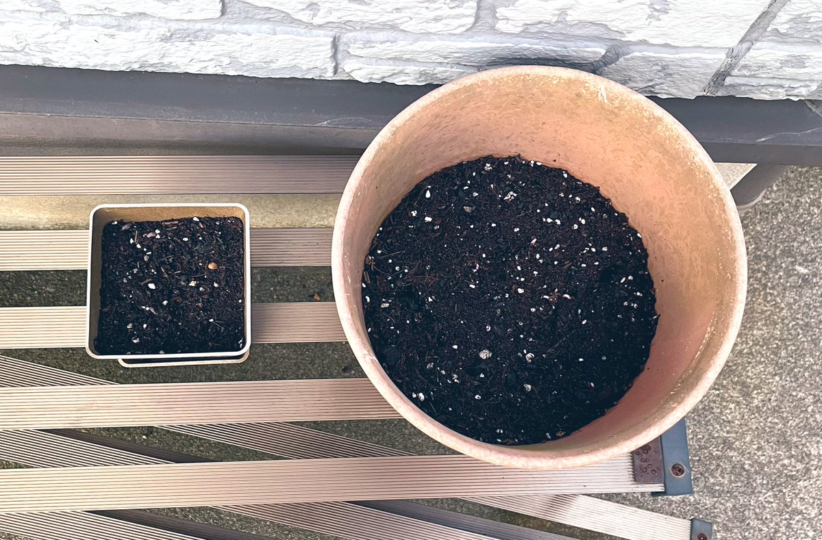 5日目👀（ﾂｲｰﾖ忘れ）

グラタン1号、土被ってはる！
大きい鉢はﾆｮｷﾆｮｷしてきました。

 #ワイの朝顔