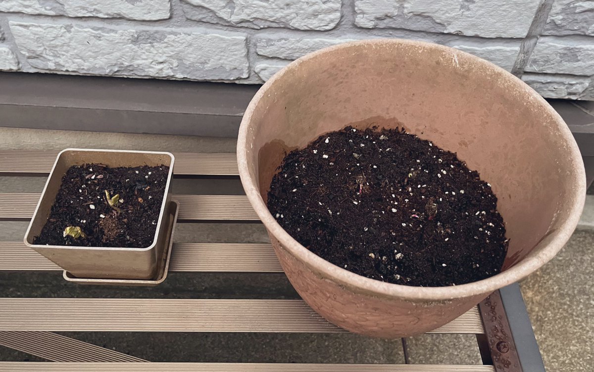 6日目👀

グラタン1号、葉っぱが開きました。
グラタン2号、3号が生まれました。

 #ワイの朝顔