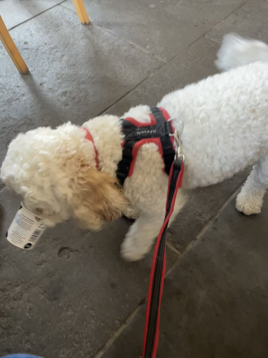 Daisy Dog tweet media