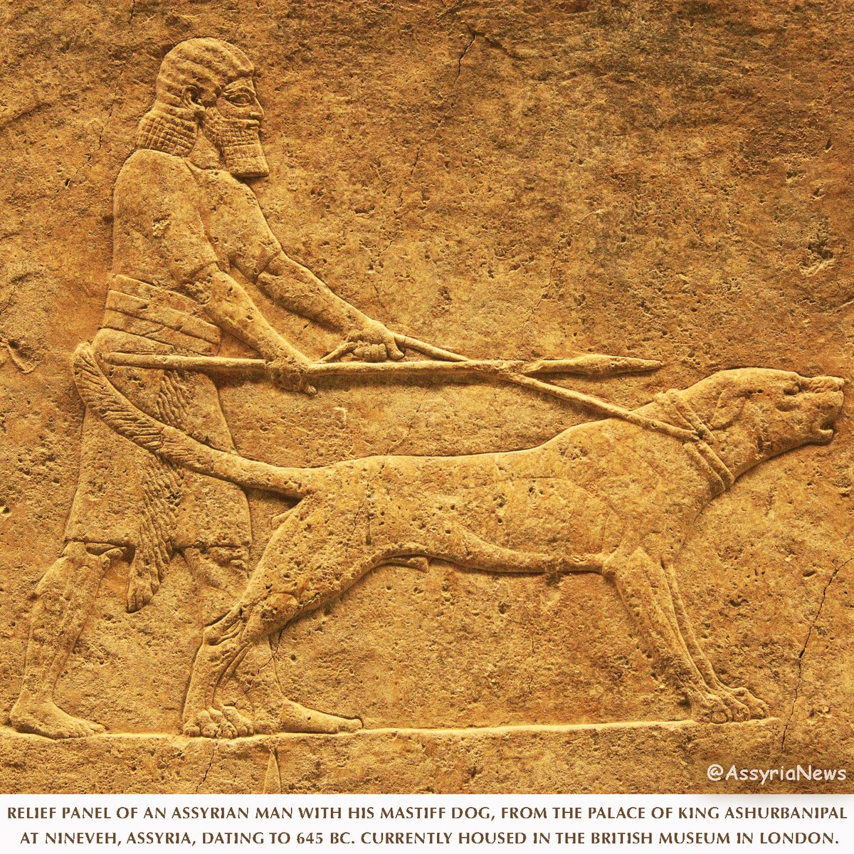 Relief panel of an Assyrian man with his #mastiff dog, from the palace of King Ashurbanipal at Nineveh, Assyria, dating to 645 BC. Currently housed in the British Museum in #London.

#Assyrian #Assyria #Nineveh #AssyrianMan  #Dog #Ashurbanipal #BritishMuseum #AssyrianRelief