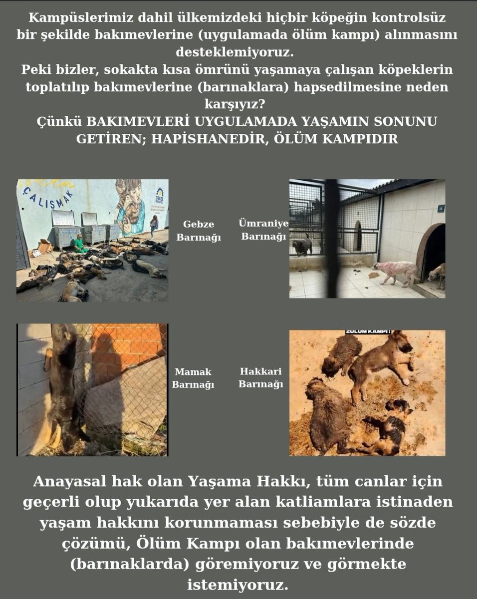 YTÜ Hayvan Hakları Kulübü tweet media