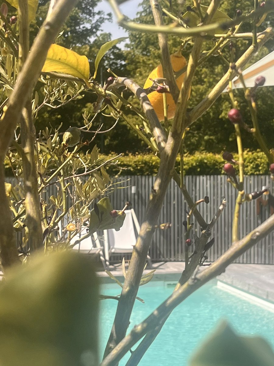 manlinger's tweet image. ☀️