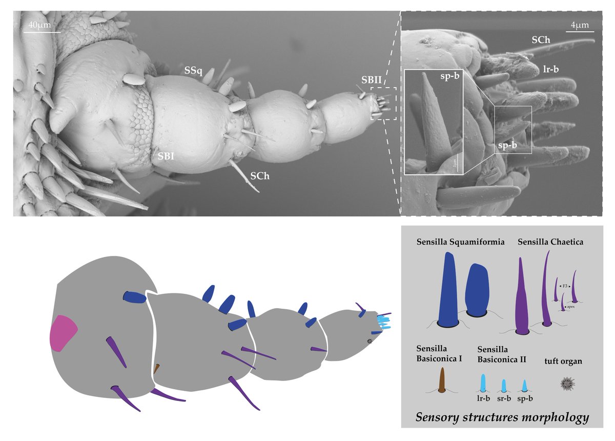 New paper out! How do eyeless lice find their way on a seal's  body? 🦭
We explored the sensory equipment of seal lice, they can't see but they're far from senseless 👀
Part of <a href="/palioliveraa/">Pali Olivera</a> PhD Thesis!

<a href="/CONICETCenpat/">CCT CONICET-CENPAT</a> <a href="/IRBI_Tours/">IRBI</a> <a href="/agenciaidiar/">Agencia I+D+i</a> 🖤

🔗doi.org/10.3390/insect…