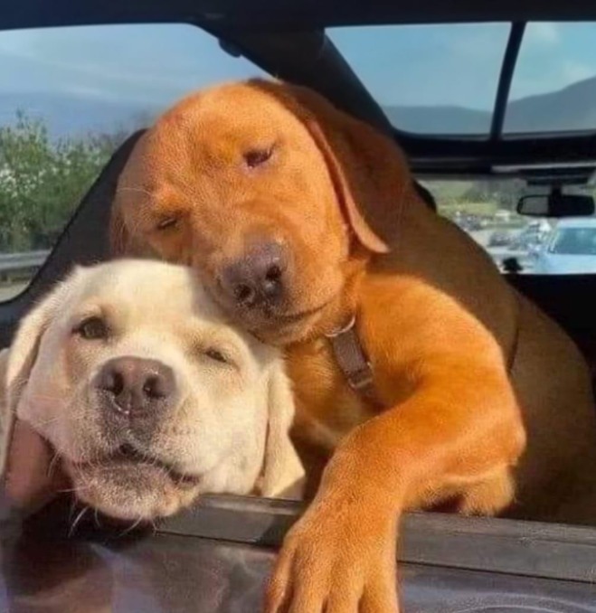 This white dog wouldn't leave the shelter without his best friend, he was protecting him, so the owner adopted both,❤