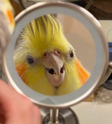 <a href="/0xSweep/">Sweep</a> 🦜 MIRKO IS COMING 🦜
The next SOLANA meme king is bonding SOON on <a href="/pumpdotfun/">pump.fun</a> 👑
Don’t say we didn’t warn you 😤
Zero tax, full send, meme magic 💥
💎 CA: 4ZzK876Sq8z4ZhYw1Pabcs4tUjwttqgavKV2Xh4Wpump
🌐 Site: mirko.fun
💬 TG: t.me/mirkosolana
🧠 Built by the