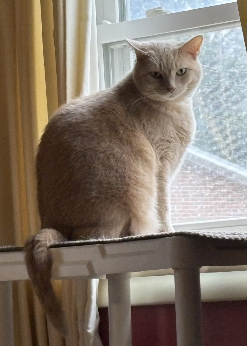 Summer🐶Sookie😺Wolfgang🐺Max🦁Fiji🐱 tweet media