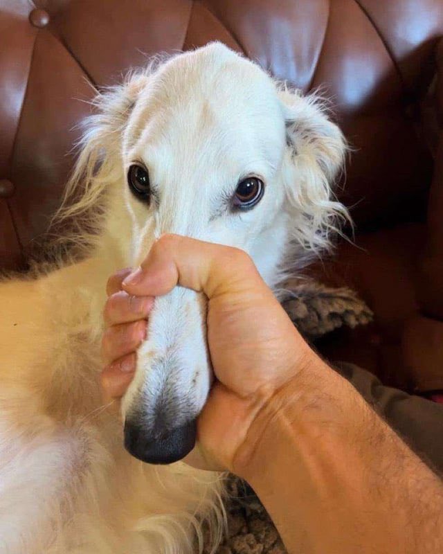 Borzoi disinformation on the timeline 😔