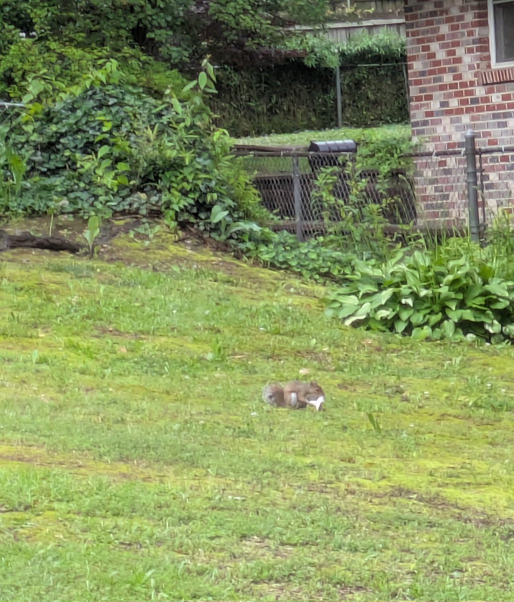 saw this guy eating a mushroom off the ground ???? chat is he allowed to do that