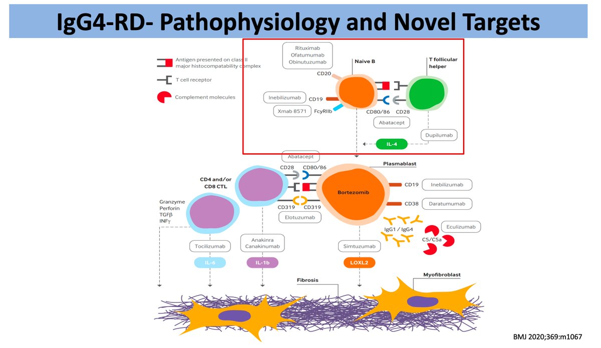 AS (@ren_familia) on Twitter photo 17/n IgG4-RD-Pathophysiology and Novel Targets
🎯B-T cell collaboration seems to be central to the pathophysiology of IgG4-RD at different levels
#ECNeph <a href="/myadla/">manjusha yadla</a> <a href="/dra_miliflores/">Milagros Flores</a> <a href="/Dilushiwijay/">Dilushi Wijayaratne</a> <a href="/Ironken6/">Fong Voon Ken</a> <a href="/ISNkidneycare/">Int Society of Nephrology</a> 17/n IgG4-RD-Pathophysiology and Novel Targets
🎯B-T cell collaboration seems to be central to the pathophysiology of IgG4-RD at different levels
#ECNeph <a href="/myadla/">manjusha yadla</a> <a href="/dra_miliflores/">Milagros Flores</a> <a href="/Dilushiwijay/">Dilushi Wijayaratne</a> <a href="/Ironken6/">Fong Voon Ken</a> <a href="/ISNkidneycare/">Int Society of Nephrology</a>